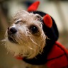 Peanut And Halloween
